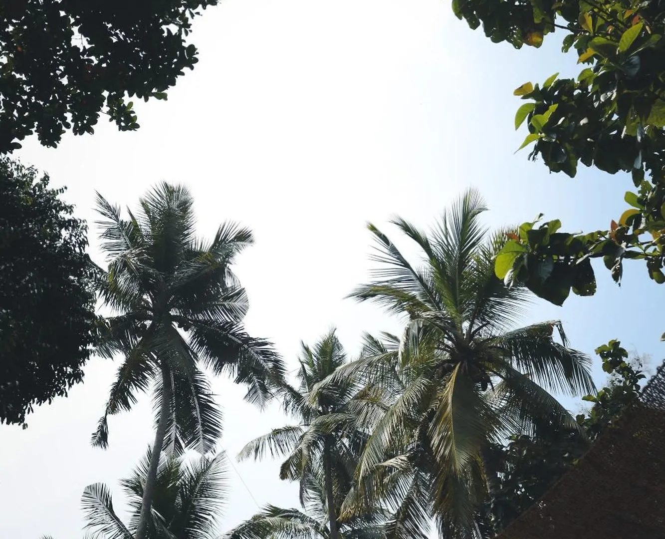 Guest house Island Diaries Hostel Katunayake Sri Lanka